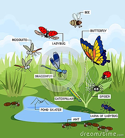 Cartoon pond landscape with many species of insects living near the water Vector Illustration